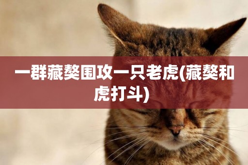 一群藏獒圍攻一只老虎(藏獒和虎打斗) 