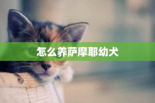 怎么養薩摩耶幼犬
