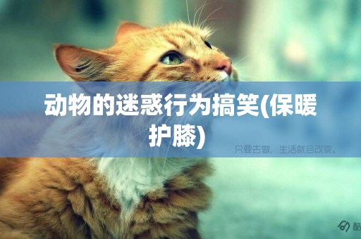 動物的迷惑行為搞笑(保暖護膝) 