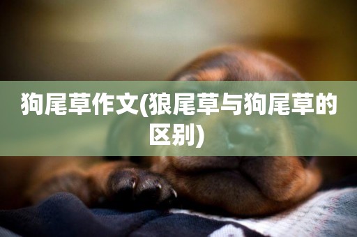 狗尾草作文(狼尾草與狗尾草的區別) 