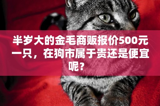 半歲大的金毛商販報價500元一只，在狗市屬于貴還是便宜呢？ 