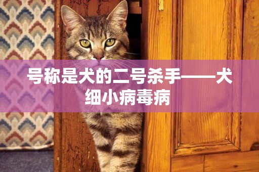 號稱是犬的二號殺手——犬細小病毒病 