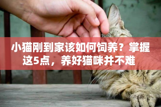 小貓剛到家該如何飼養？掌握這5點，養好貓咪并不難 