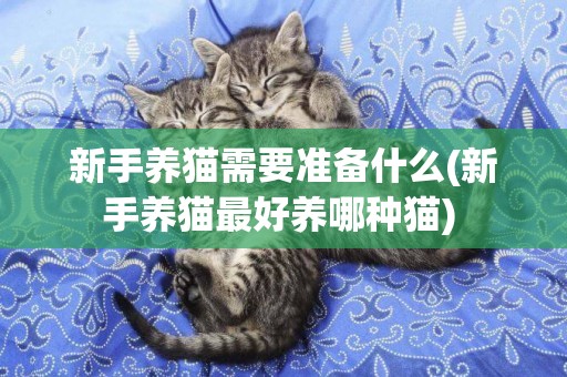 新手養貓需要準備什么(新手養貓最好養哪種貓) 