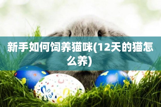 新手如何飼養貓咪(12天的貓怎么養) 
