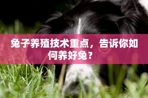 兔子養殖技術重點，告訴你如何養好兔？ 