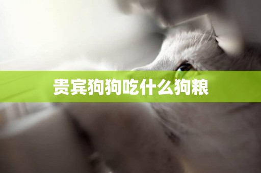 貴賓狗狗吃什么狗糧