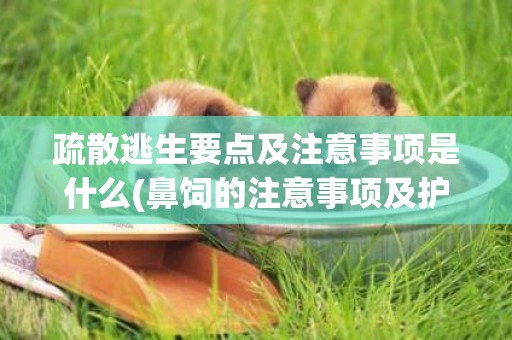 疏散逃生要點及注意事項是什么(鼻飼的注意事項及護理要點) 