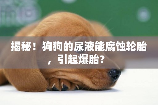 揭秘！狗狗的尿液能腐蝕輪胎，引起爆胎？ 