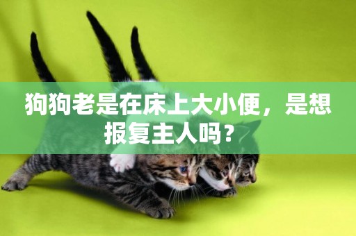 狗狗老是在床上大小便，是想報復主人嗎？ 