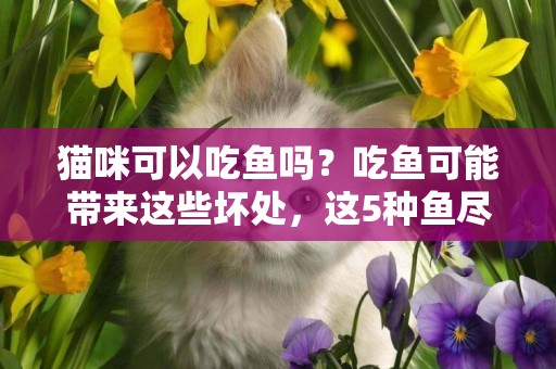 貓咪可以吃魚嗎？吃魚可能帶來這些壞處，這5種魚盡量別給貓吃 