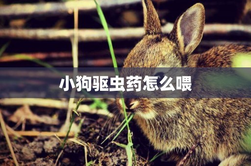 小狗驅蟲藥怎么喂