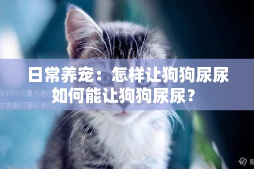 日常養寵：怎樣讓狗狗尿尿 如何能讓狗狗尿尿？ 