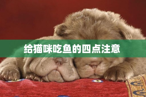 給貓咪吃魚的四點注意 