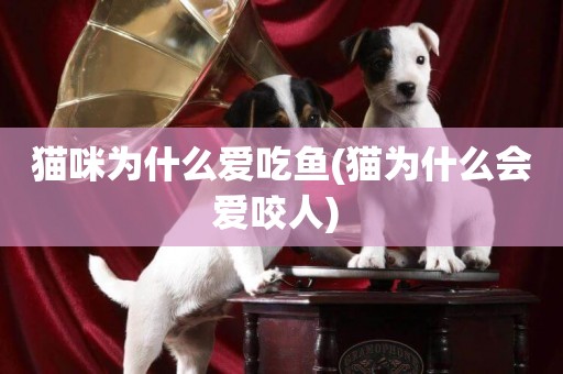 貓咪為什么愛吃魚(貓為什么會愛咬人) 