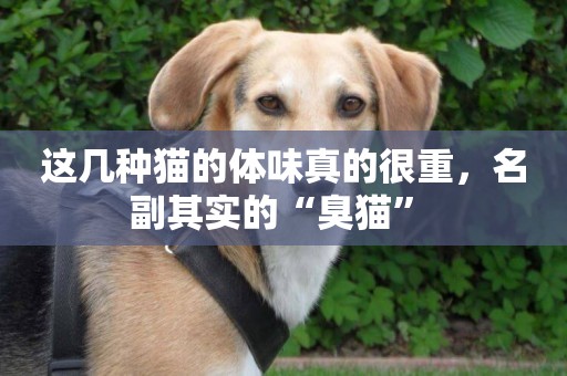 這幾種貓的體味真的很重，名副其實的“臭貓” 