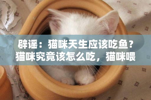 辟謠：貓咪天生應該吃魚？貓咪究竟該怎么吃，貓咪喂養的原則分享 