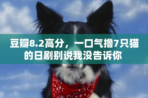 豆瓣8.2高分，一口氣擼7只貓的日劇別說我沒告訴你 
