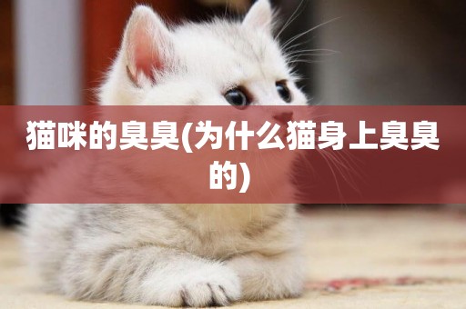 貓咪的臭臭(為什么貓身上臭臭的) 