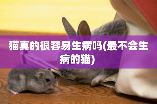 貓真的很容易生病嗎(最不會生病的貓) 