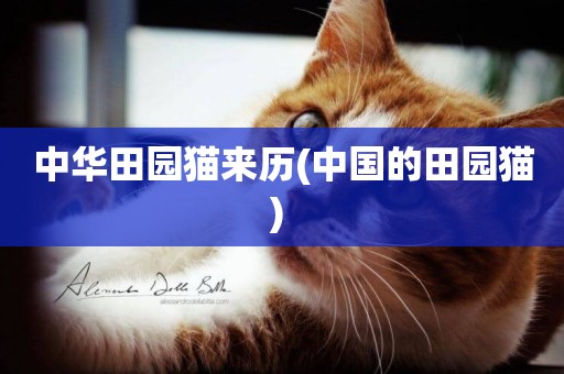 中華田園貓來歷(中國的田園貓) 