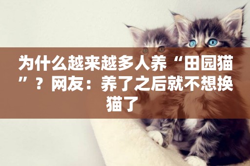 為什么越來越多人養“田園貓”？網友：養了之后就不想換貓了 
