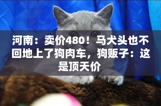 河南：賣價480！馬犬頭也不回地上了狗肉車，狗販子：這是頂天價 
