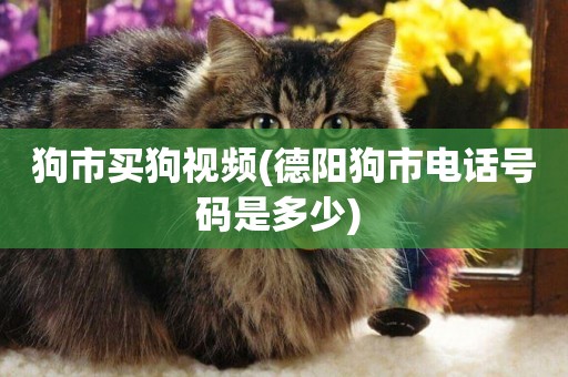 狗市買狗視頻(德陽狗市電話號碼是多少) 