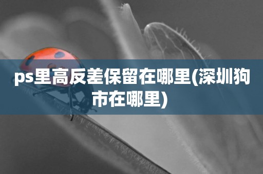 ps里高反差保留在哪里(深圳狗市在哪里) 