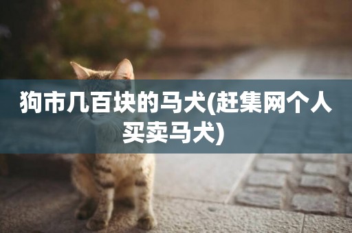 狗市幾百塊的馬犬(趕集網個人買賣馬犬) 