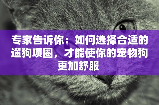專家告訴你：如何選擇合適的遛狗項圈，才能使你的寵物狗更加舒服 