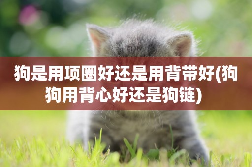狗是用項圈好還是用背帶好(狗狗用背心好還是狗鏈) 
