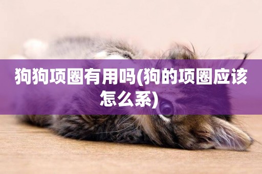 狗狗項圈有用嗎(狗的項圈應該怎么系) 