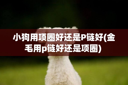 小狗用項圈好還是P鏈好(金毛用p鏈好還是項圈) 