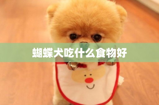 蝴蝶犬吃什么食物好