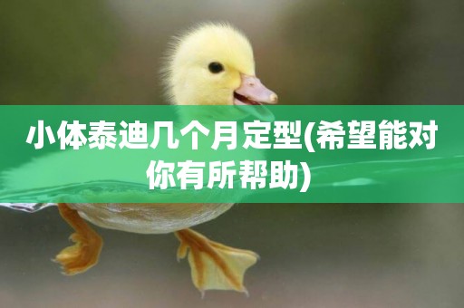 小體泰迪幾個月定型(希望能對你有所幫助) 
