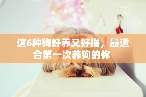 這6種狗好養又好擼，最適合第一次養狗的你 