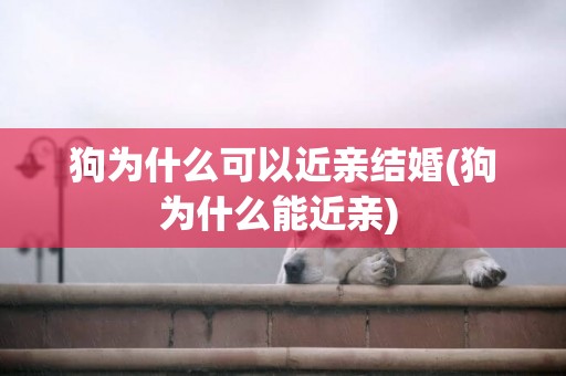 狗為什么可以近親結婚(狗為什么能近親) 