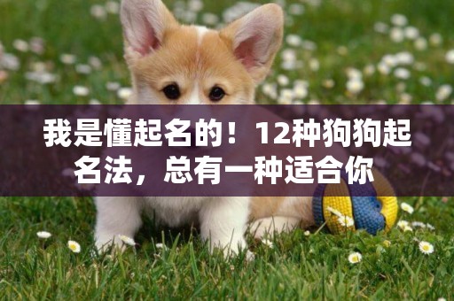 我是懂起名的！12種狗狗起名法，總有一種適合你 