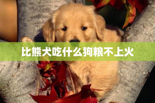比熊犬吃什么狗糧不上火
