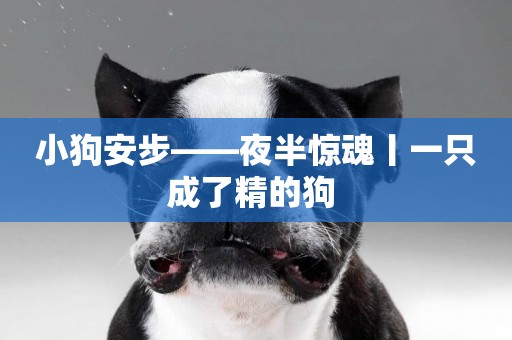 小狗安步——夜半驚魂丨一只成了精的狗 