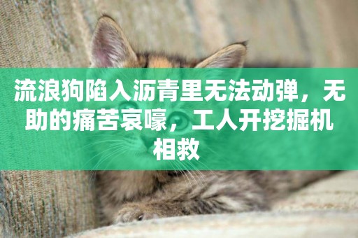流浪狗陷入瀝青里無法動彈，無助的痛苦哀嚎，工人開挖掘機相救 