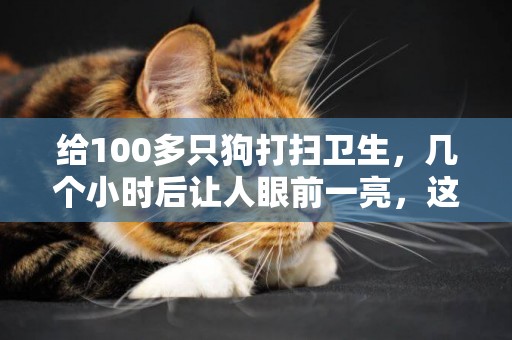 給100多只狗打掃衛生，幾個小時后讓人眼前一亮，這下狗狗舒服了 