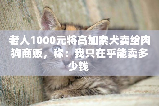 老人1000元將高加索犬賣給肉狗商販，稱：我只在乎能賣多少錢 
