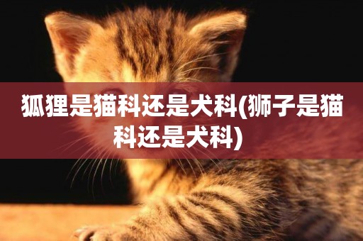 狐貍是貓科還是犬科(獅子是貓科還是犬科) 