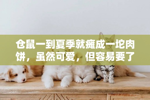 倉鼠一到夏季就癱成一坨肉餅，雖然可愛，但容易要了它的命 