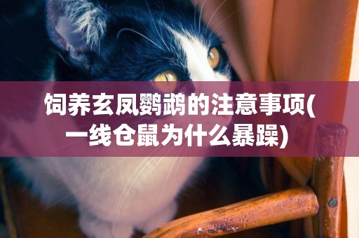 飼養玄鳳鸚鵡的注意事項(一線倉鼠為什么暴躁) 