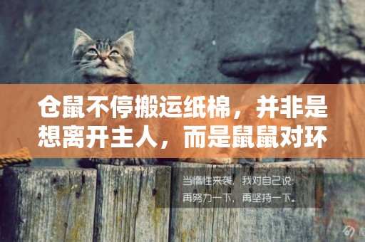 倉鼠不停搬運紙棉，并非是想離開主人，而是鼠鼠對環境感到了不適 