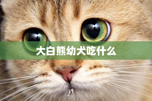 大白熊幼犬吃什么