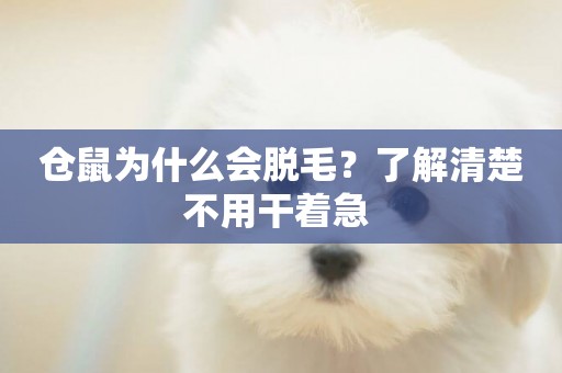 倉鼠為什么會脫毛？了解清楚不用干著急 